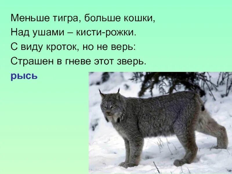 Рысь составить предложение. Загадка про рысь. загадки про животных рысь. загадка про рыся. стихи про рыся.