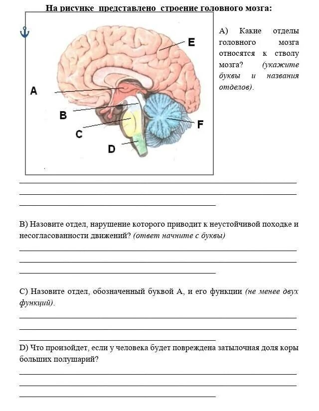 Укажите название отделов мозга. Функции 5 отделов головного мозга человека. Строение задних отделов головного мозга схема практическое задание. Таблица строение и функции отделов головного мозга человека. Отделы головного мозга относят к стволу головного мозга.