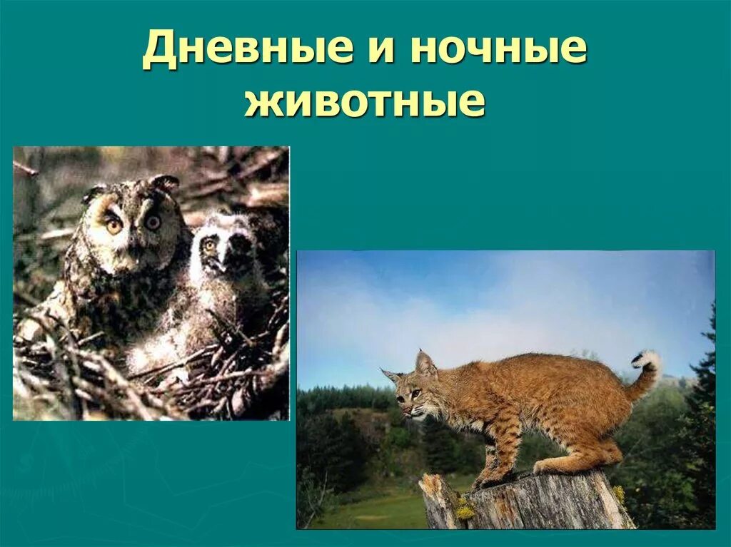 Дневные животные список