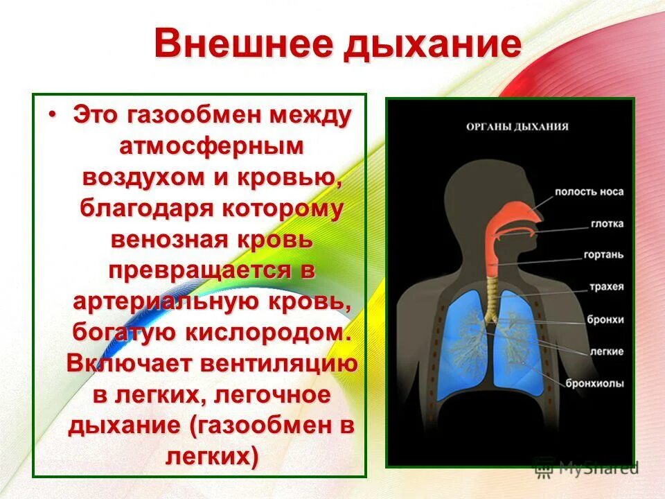 Процесс внешнего дыхания. Внешнее дыхание. Внешнее дыхание человека. Особенности внешнего дыхания. Вдыхать холодный воздух