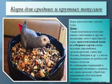 Можно ли давать корм