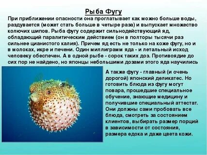 Сообщение о интересных рыбах
