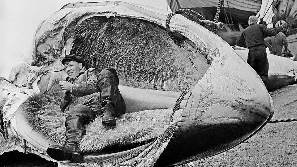 Неординарная история. Джонни экк. Jeanloup sieff фотографии. Карл эйкли и леопард. Редкие исторические снимки.