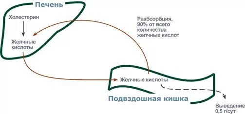 Циркуляция желчных кислот. Энтерогепатическая циркуляция желчных кислот схема. Кишечно-печеночная рециркуляция желчных кис. Кишечно-печёночная циркуляция жёлчных кислот.