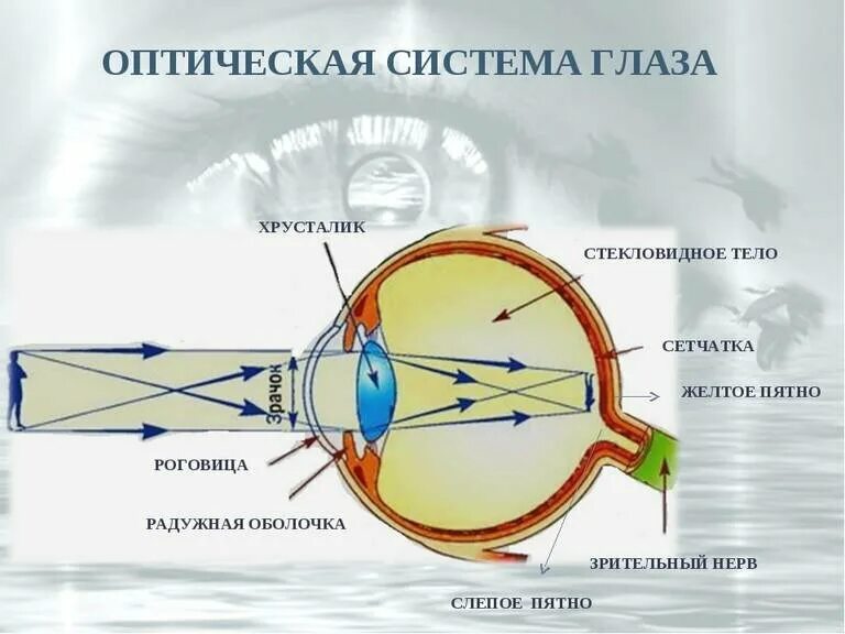 Какое образование относят к оптической системе глаза. Строение глазного яблока оптическая система глаза. Оптическая система глаза роль. Оптический аппарат глаза. Строение оптического аппарата глаза.