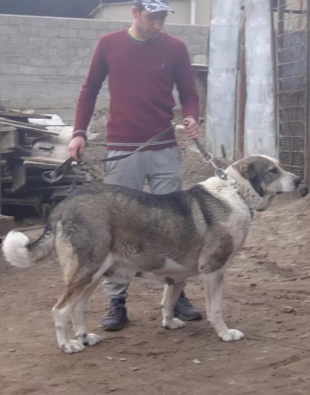 Басхан парий. Басхан парий