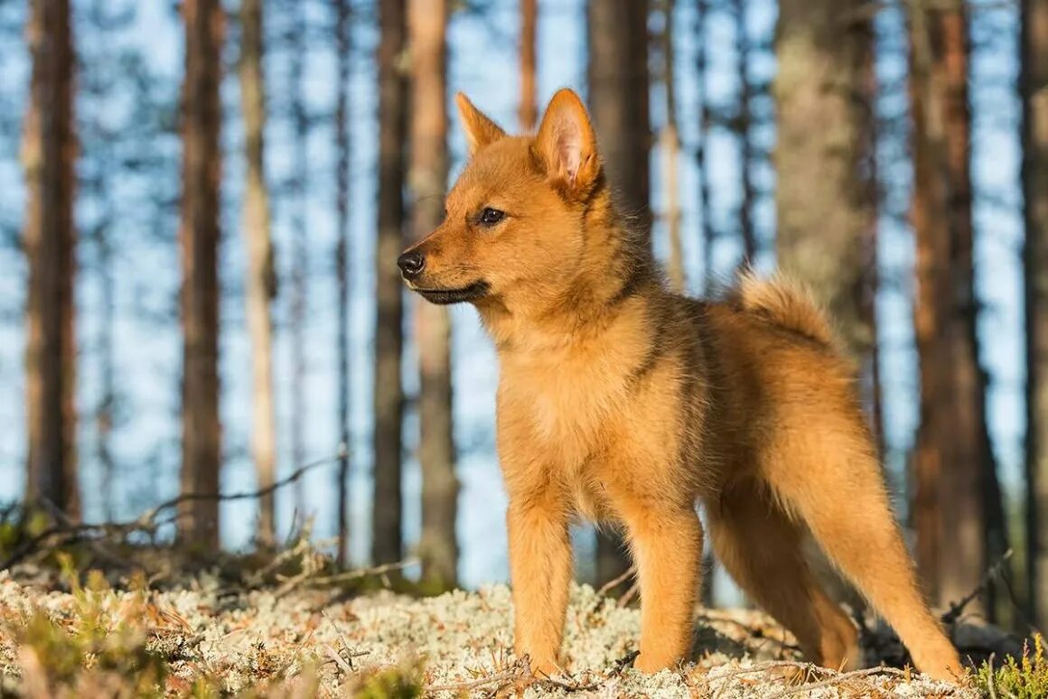 Купить щенка карело финский. Каронолафинская лайка. Карело-финская лайка лайки. Карельская и Карело-финская лайка. Собака Карело финская лайка.