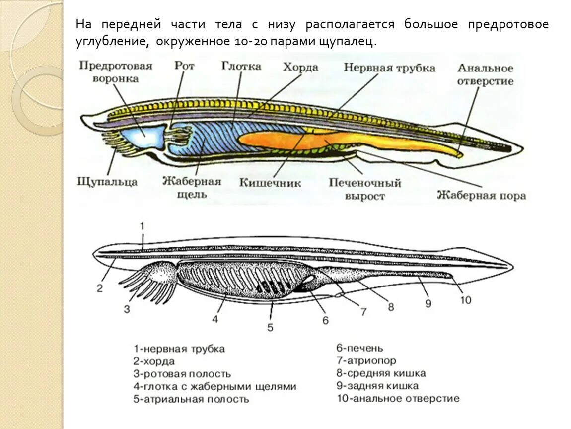 Кровообращение ланцетника. Строение внутреннего строения ланцетника. Общая схема строения ланцетника. Внутреннее строение ланцетника кровеносная система. Тип Хордовые ланцетник внутренние строение.