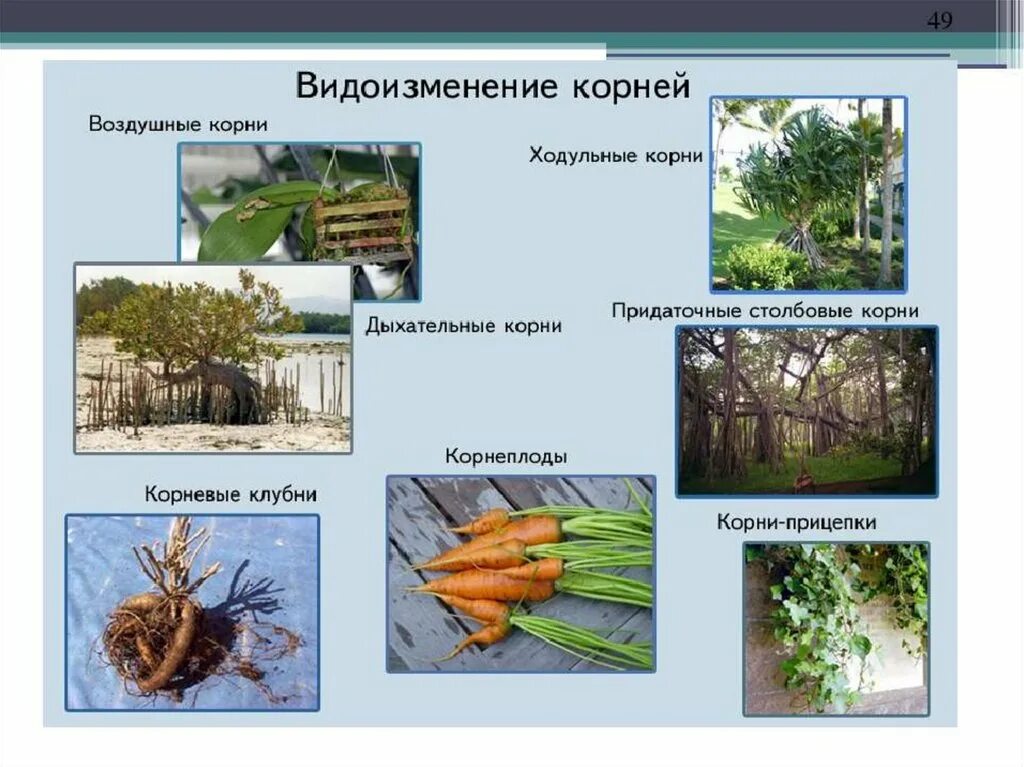 Растений является видоизмененным корнем. Растений является видоизмененным корнем