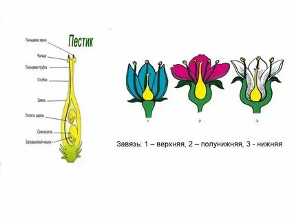 Двойное рыльце
