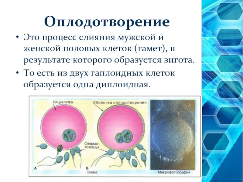 Гамета образуется в процессе