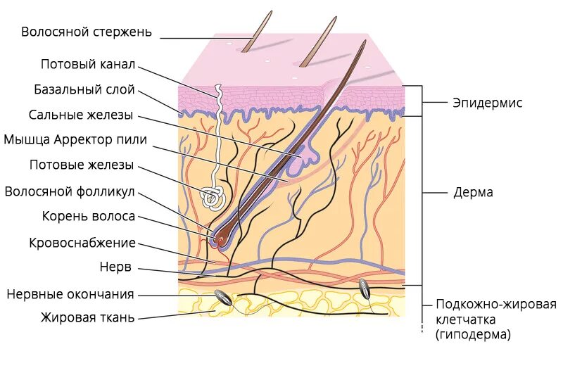 Где расположены корни волос потовые и сальные. Эпидермис. Строение кожи человека рисунок. Строение кожи слои кожи. Эпидермис и дерма кровоснабжение.