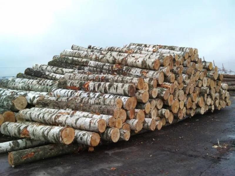 Березовый фанерный кряж 1 и 2 сорт. Кругляк березовый. Березовый кряж. Береза кругляк. Фанерный кряж береза это.