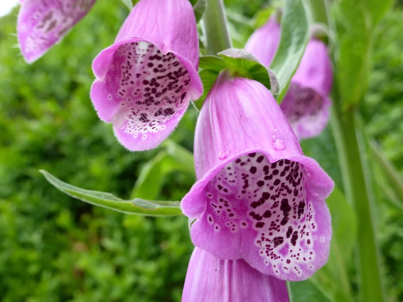 Poisonous flower. Наперстянка Дикая. Наперстянка синяя. Наперстянка Snow Thimble.