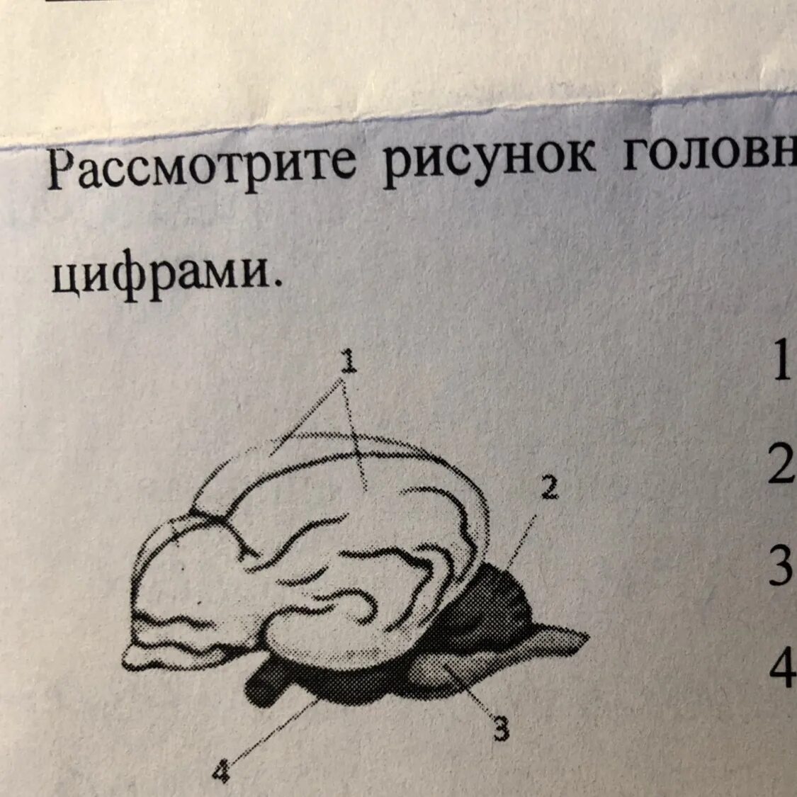 Головной мозг млекопитающих. Части мозга млекопитающих. Отделы мозга млекопитающих. Структуры мозга млекопитающих. Отделы входящие в состав головного мозга млекопитающих