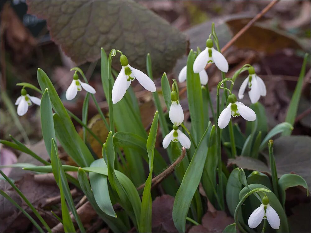Весенний первоцвет подмосковье желтые. Первоцветы подмосковья. Первоцветы (подснежники, крокусы, гиацинты). Первоцветы в москве. Сочинские первоцветы.
