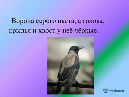 Рифма к черному ворону