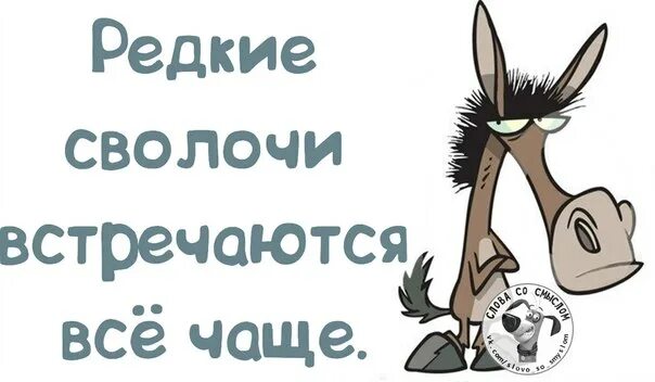 Редко выглядываешь. Сволочи картинки. Сволочи картинки прикольные. Сволочи надпись. Сволочи рисунок.