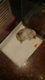 Что будет если съесть хомяка