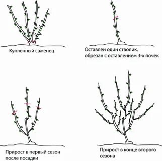 Как правильно подрезать крыжовник