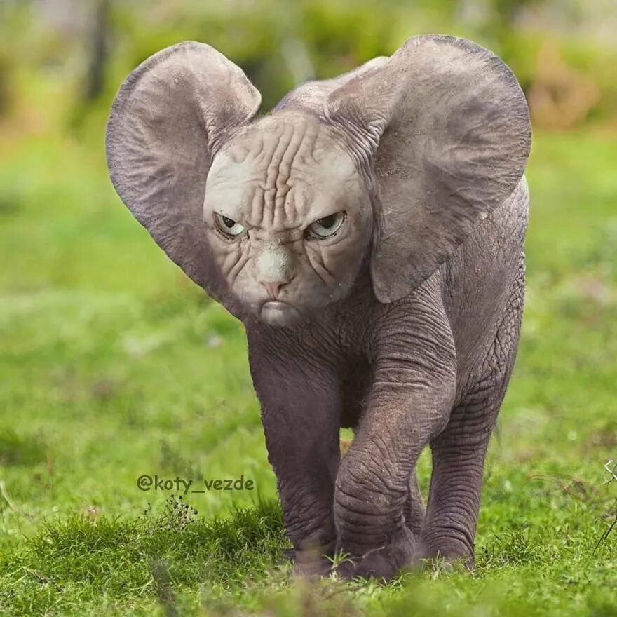 Others animals