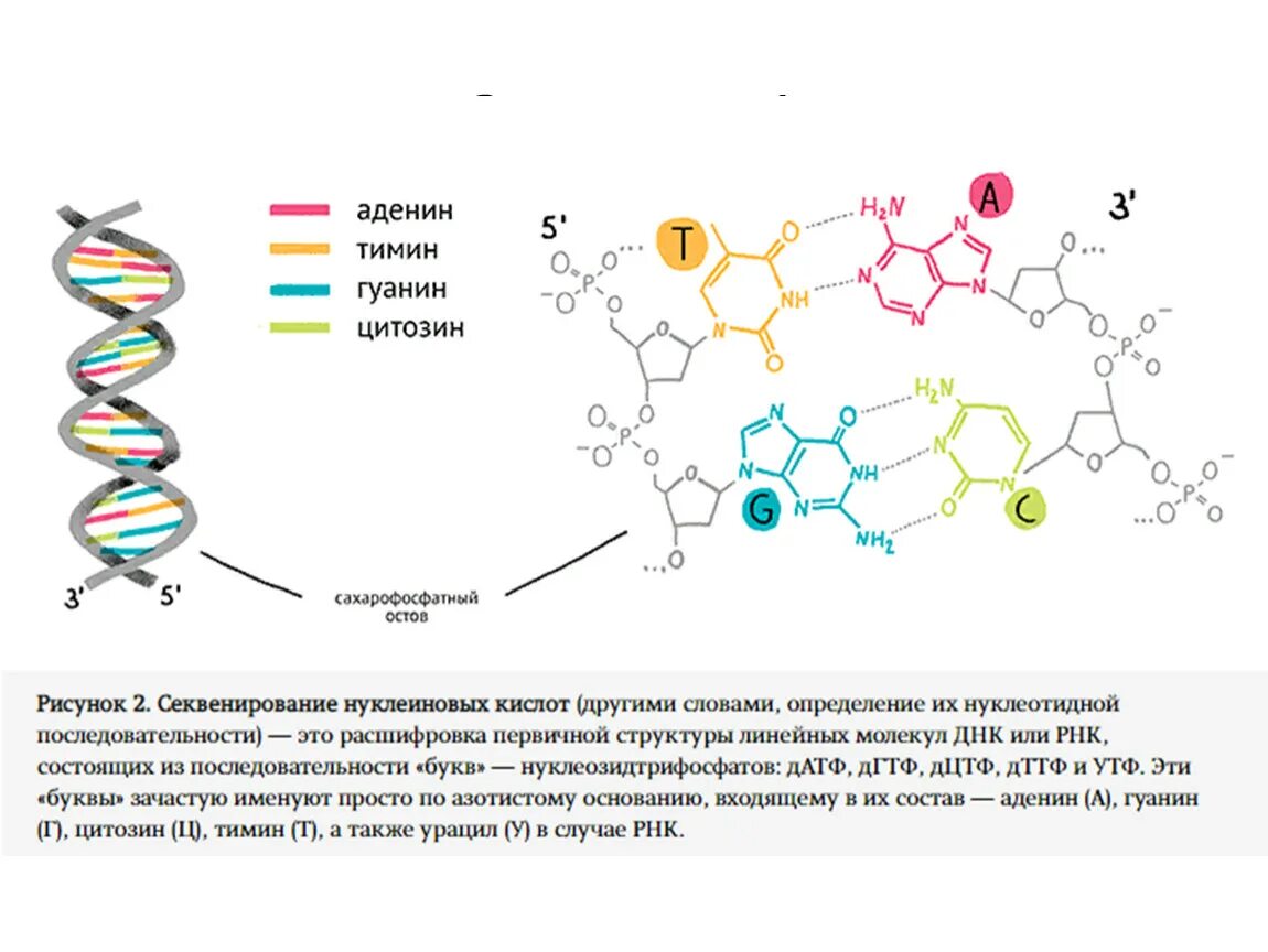 Секвенирование нуклеотидов. Первичная структура молекулы ДНК. Секвенирование геномной ДНК. Секвенирование ДНК по Сэнгеру. Схема химического секвенирования ДНК.