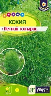 Кохия семена
