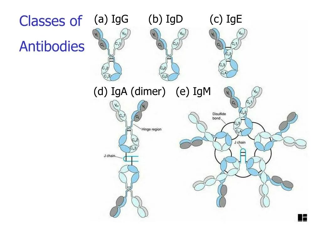 Иммуноглобулин igm igg. Iga иммуноглобулин. Иммуноглобулины класса d (IGD). Iga антитела строение. IGD строение иммуноглобулина.