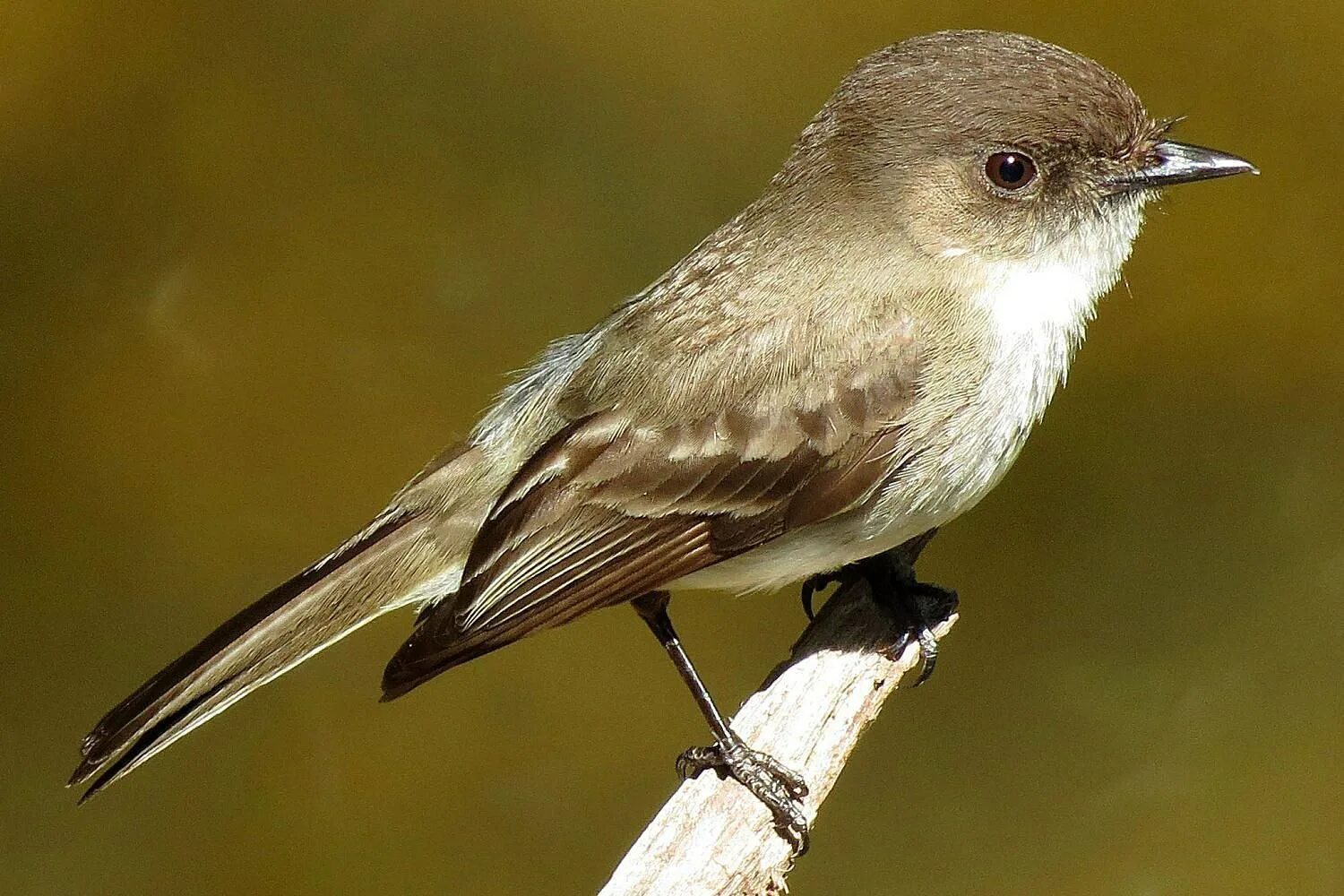 Маленькая птичка с кориченеватым серым опереньем. Серая мухоловка слеток. Коричневая птица. Птица yellow rumped warbler. Мухоловка серая птичка.