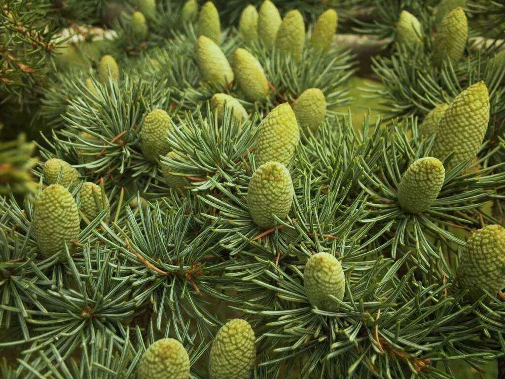 Хвойные крыма. Пихта ливанский кедр. Кедр лива́нский (Cedrus libani). Кедр Гималайский шишки. Крымский кедр.