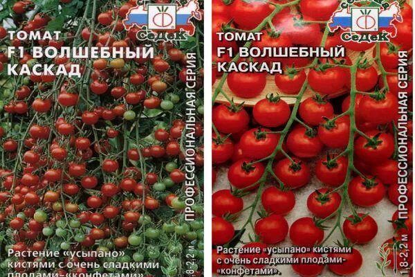 Томаты сорта каскад. Томат волшебный каскад f1. томат черри чарующий каскад. томат розовый каскад характеристика.