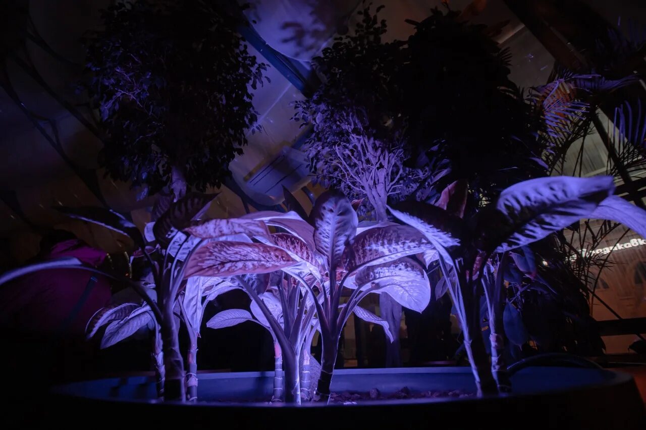 Nella musica orchestra. волшебные миры хаяо миядзаки концерт. дзё хисаиси. мультимедийный концерт миры миядзаки. вднх павильон 14 оранжерея концерт.