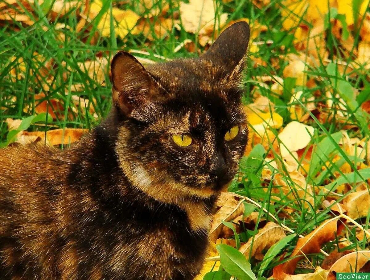 Сибирская черепаховая кошка. Европейская черепаховая кошка. Кот черепахового окраса. Бурая черепаховая кошка. Черепаховый цвет