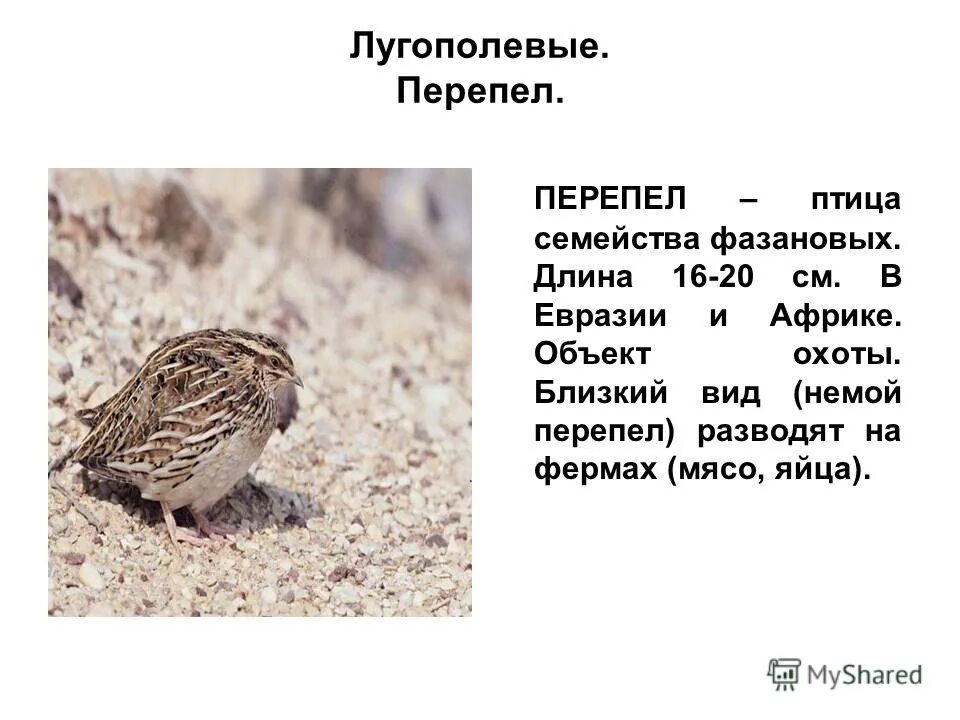 Описание редких птиц. Какой звук издает перепел окружающий. Коростель птица дерг дерг. Перепел и коростель. Коростель дерг дерг.