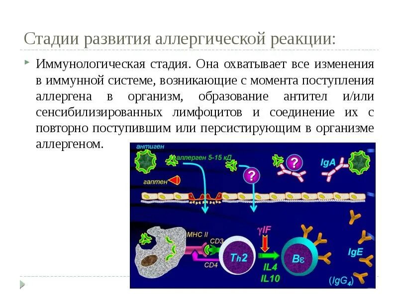 Иммунологическая стадия аллергической реакции 1 типа. Иммунологическая стадия аллергической реакции 1 типа механизм. Стадии развития аллергии. Стадии развития аллергических реакций.