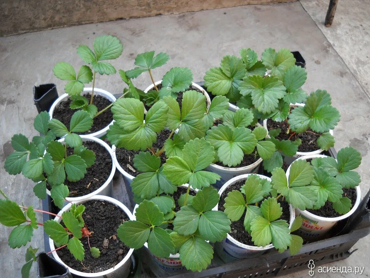 Земляника ампельная. Клубника ремонтантная рассада. Рассада клубники дома. Рассада клубники дома. Рассада земляники садовой.