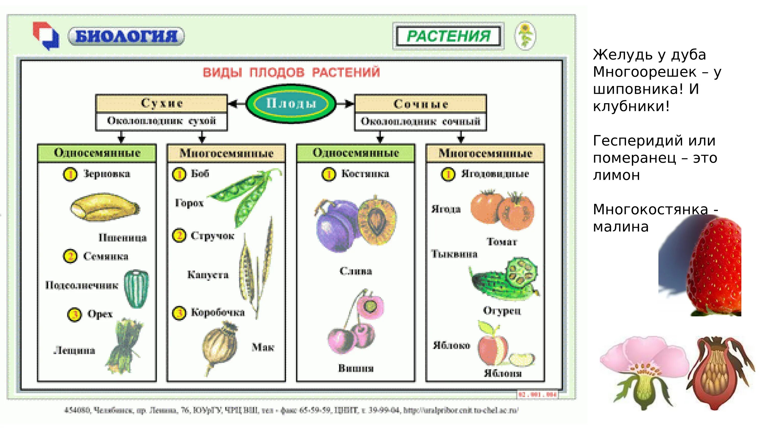 Выберите растения семена которых используют. Классификация плодов покрытосеменных растений. Схема по биологии 6 класс плоды. Таблица по теме плоды по биологии 6 класс. Сухой многосемянной плод плоды.