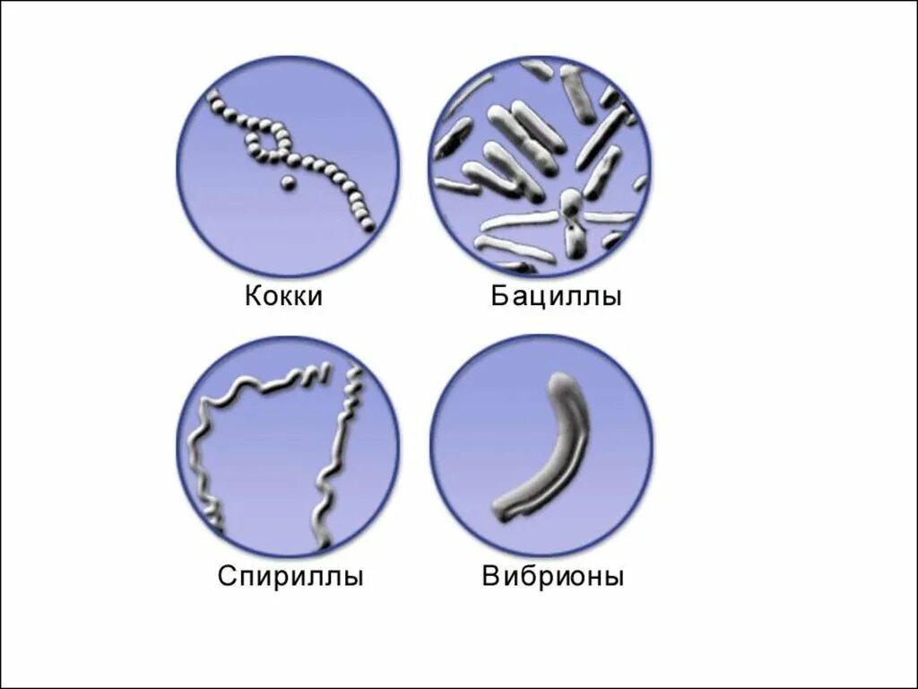 Название 3 бактерий. Формы бактерий кокки бациллы спириллы вибрионы. Формы бактерий кокки бациллы. Форма бактерии бациллы вибрионы. Формы бактериальных клеток спириллы.