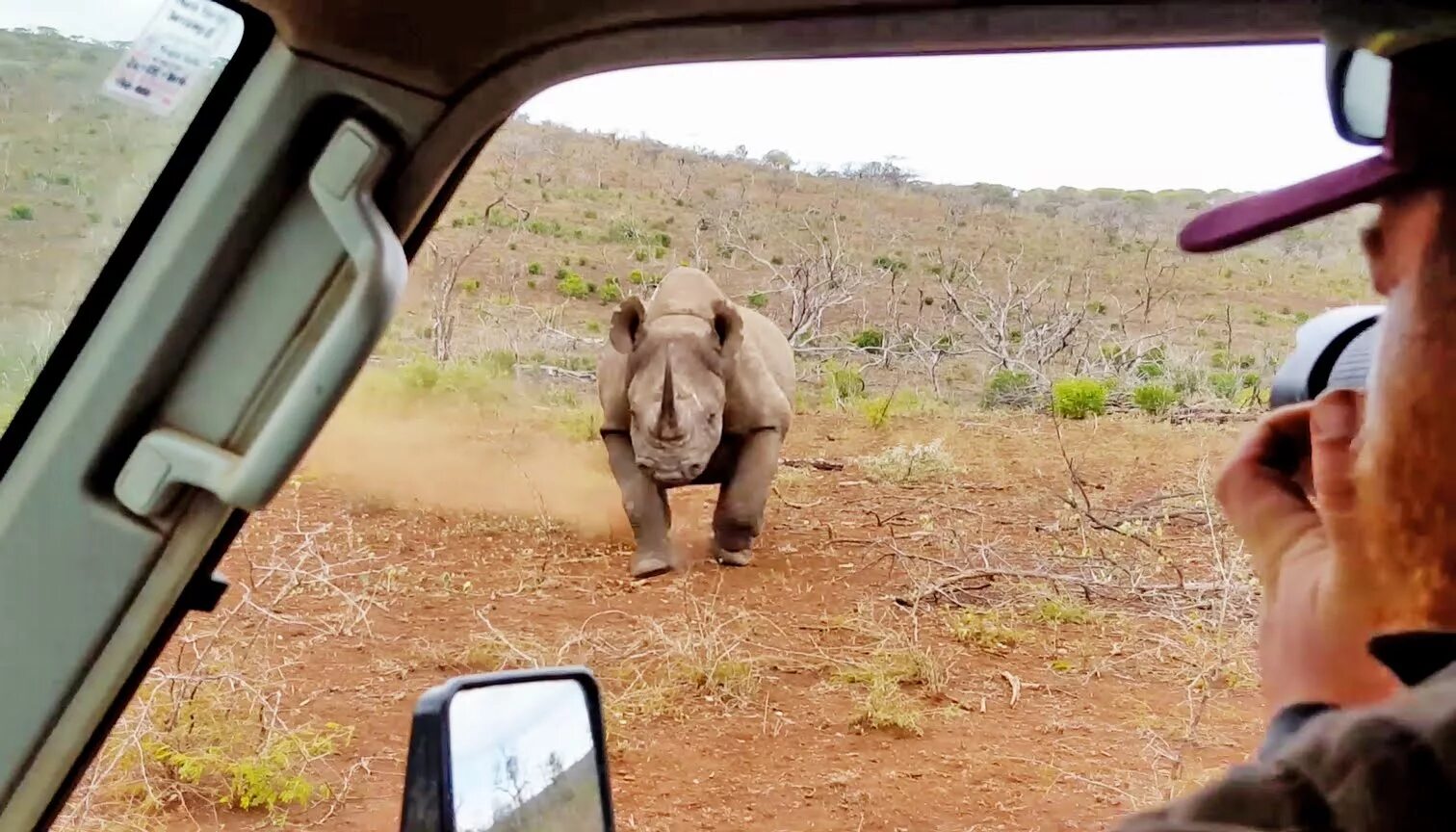 Нападение на автомобиль. Носорог атакует автомобиль. Нападение носорога на машину. Носорог нападает на машину.