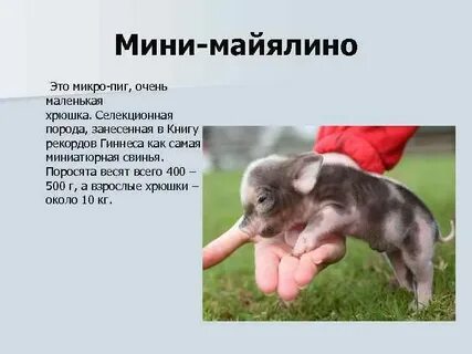 Мини описание