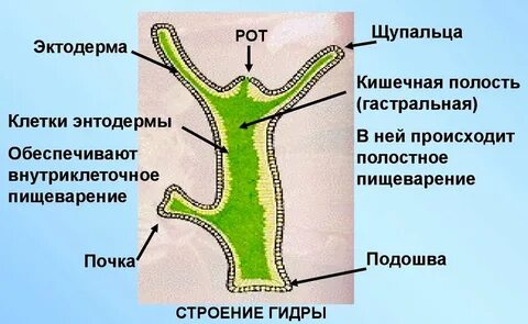 Подошва пресноводной гидры