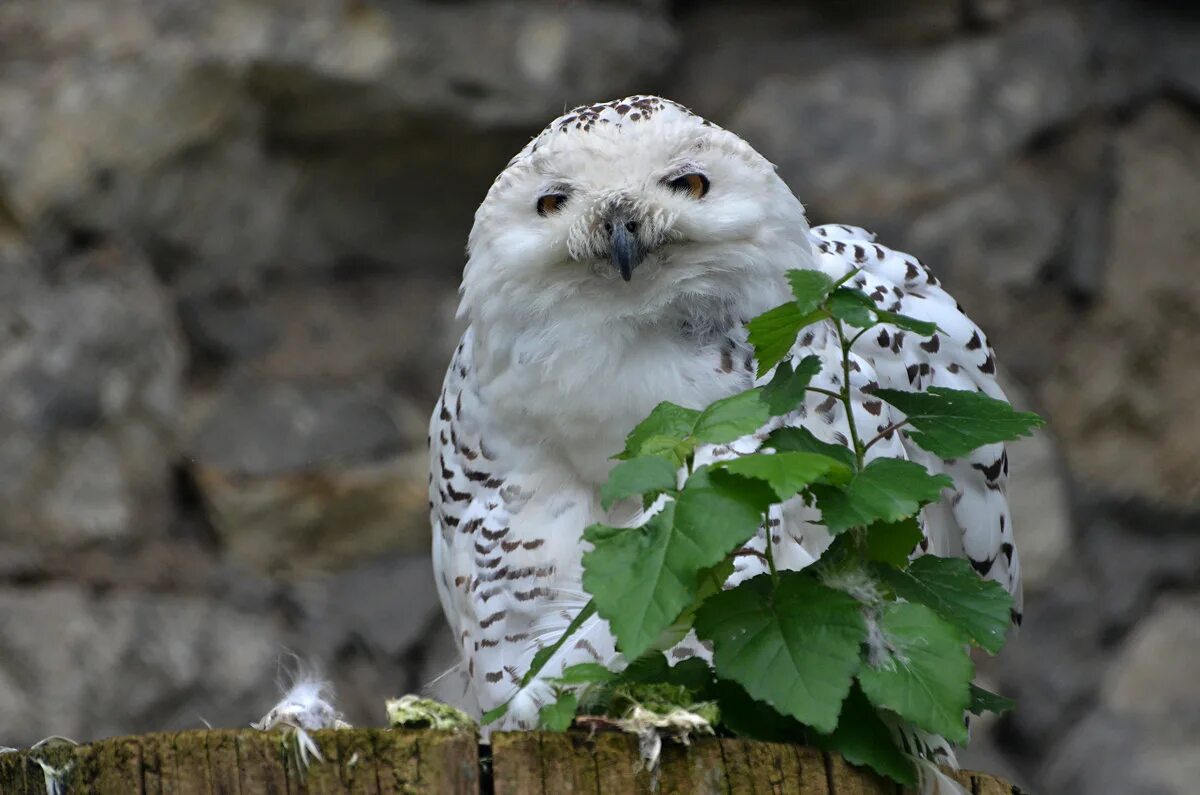 белая сова ночью. сова с черными глазами. окрас полярной совы. белая сова отзывы покупателей. белая сова отзывы покупателей.