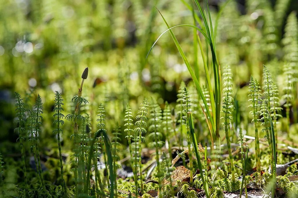 полиподиум вульгаре. споровые растения папоротниковидные. отдел плауновидные высшие растения. сосудистые растения. сосудистые споровые.