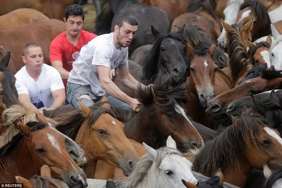 Девушка с лошадью. Человек конь. Объездка диких лошадей. Человек на лошади. Человек конь.