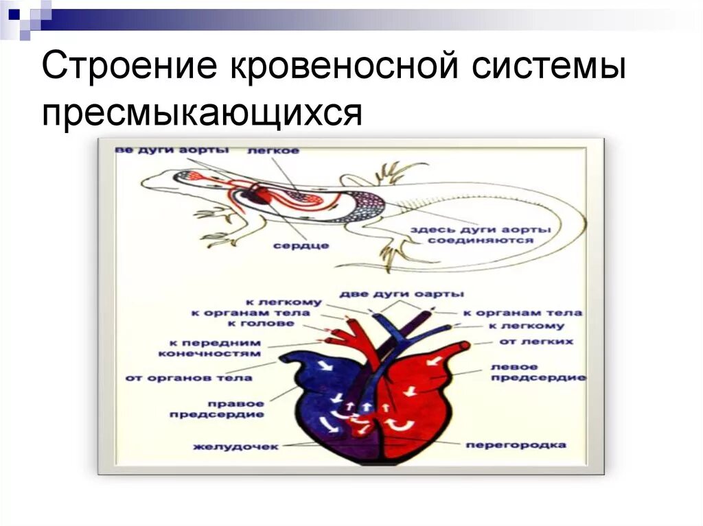 Круги кровообращения рептилий схема. Класс пресмыкающиеся строение кровеносной системы. Кровеносная система кровь 7 класс. Кровеносная система пресмыкающихся 7 класс биология.