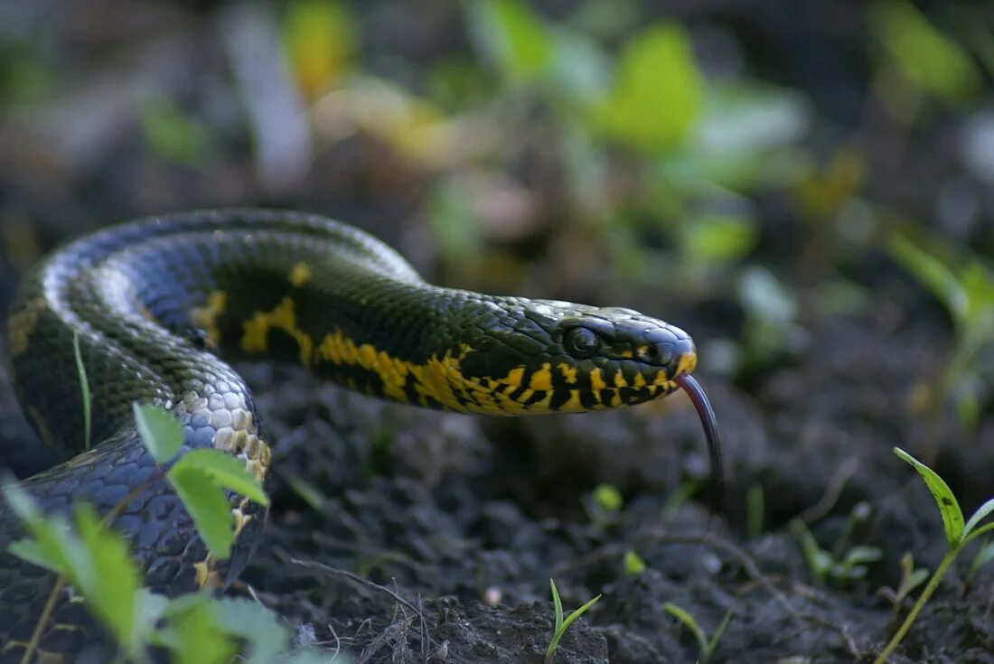 ядовитые змеи дальнего востока с вертикальным зрачком. зелёная мамба змея. тигровый полоз. тигровый полоз ядовитый. ядовитые змеи дальнего востока с вертикальным зрачком.