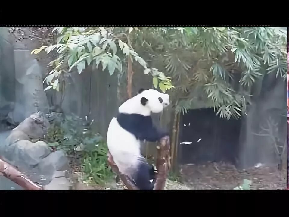 Танцующая панда видео. Панда падает с бамбука. Безумная Панда. Видеоролики про панду в Московском зоопарке. Панда родила и испугалась.
