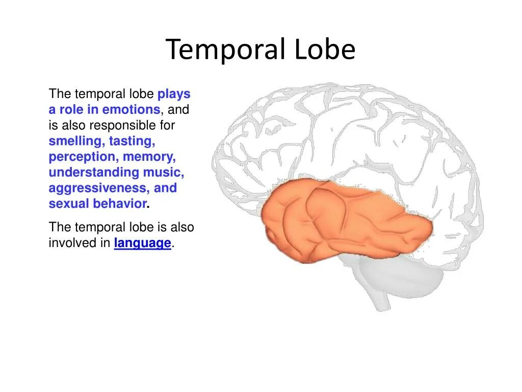 Лобная эпилепсия. Temporal Lobe. Mezial temporal Lobe. Temporal Lobe Veins.