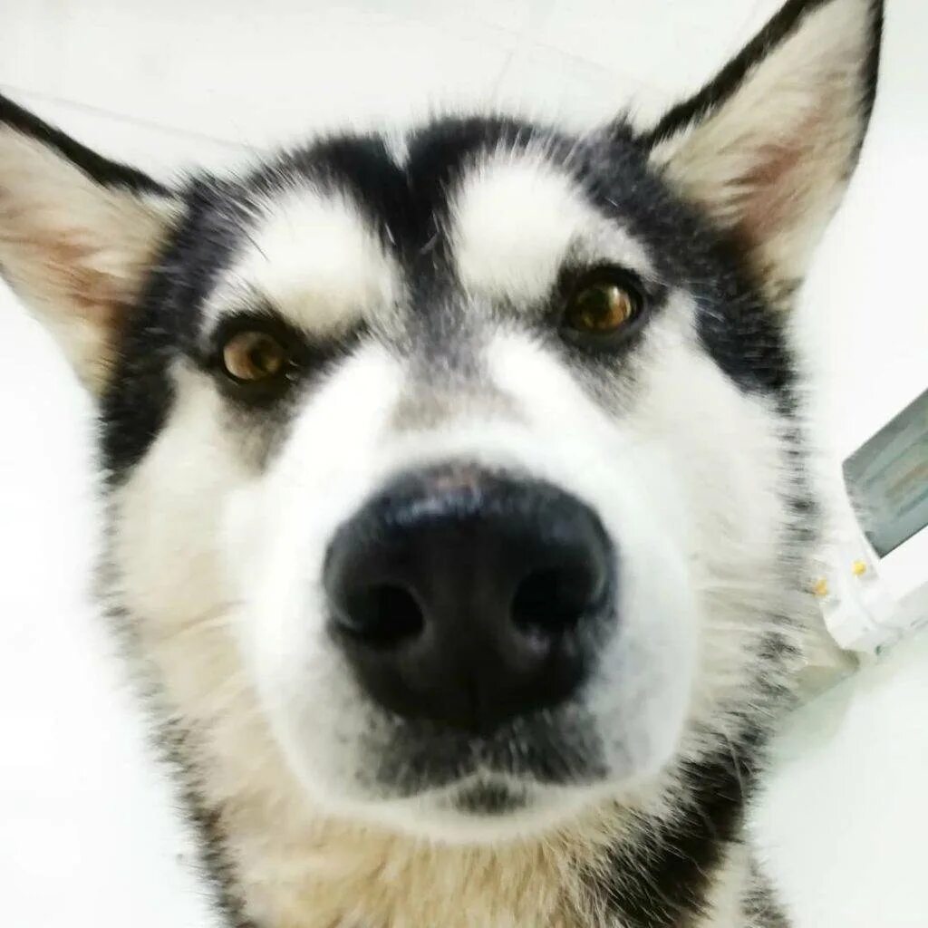 Обильное слюноотделение у собаки. У собаки идет пена изо рта. У собаки идет пена изо рта. Ротвейлер слюнявый. У собаки идет пена изо рта.