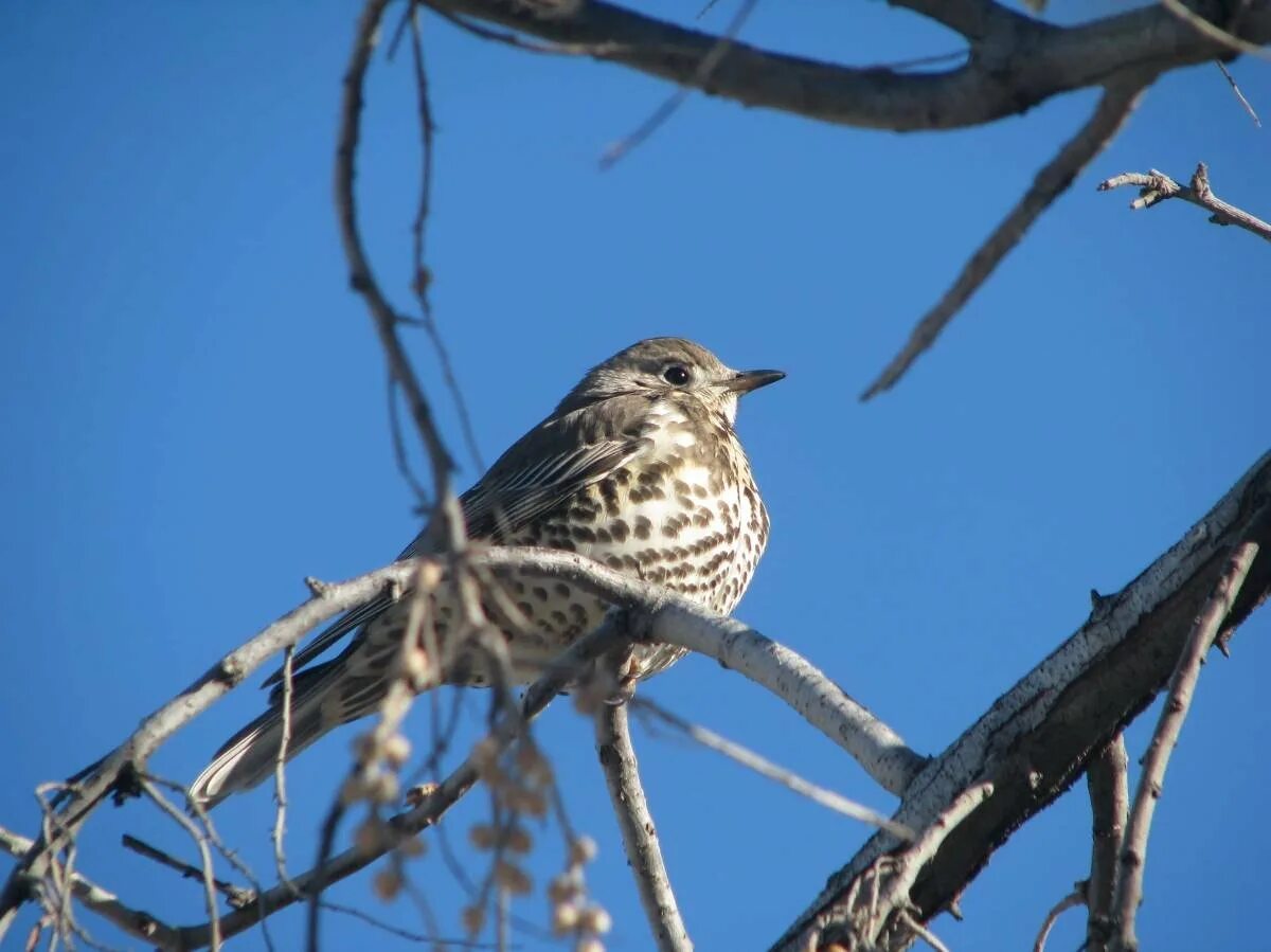 Дрозд-деряба (turdus viscivorus). Певчий Дрозд деряба. Дрозд деряба голос. Дрозд деряба пение.